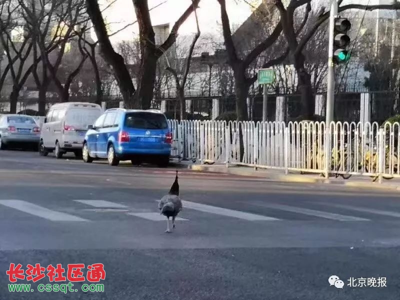 北京101孔雀表情友谊配图片搞笑的句子逃课1喜提热搜这张中学也图片